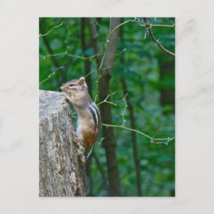 Postal El Chipmunk del Este en Stump