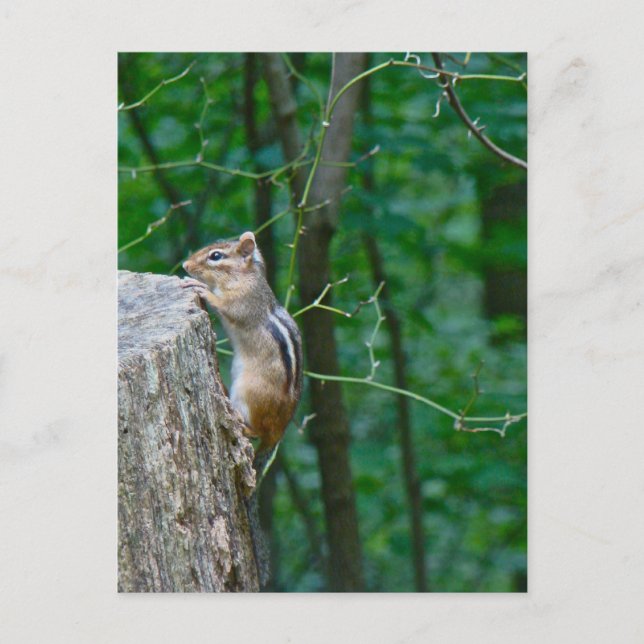 Postal El Chipmunk del Este en Stump (Anverso)