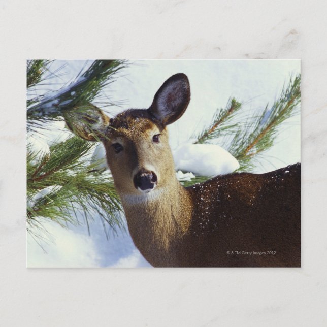 Postal El ciervo de cola blanca (Odocoileus virginianus), (Anverso)