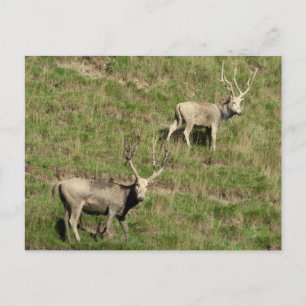 Postal El ciervo de Père David