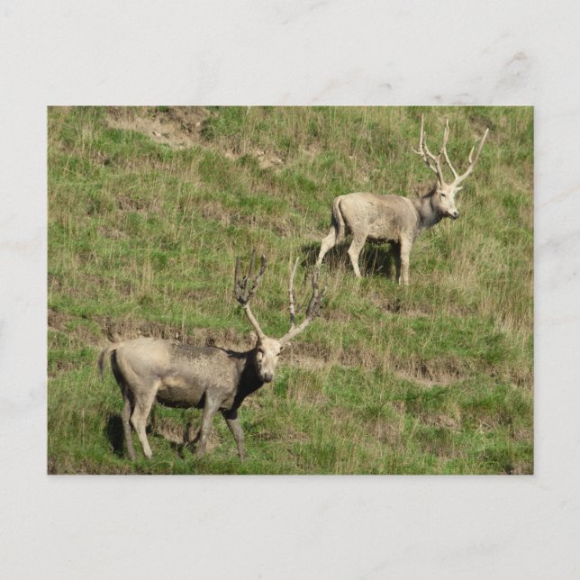 Postal El ciervo de Père David (Anverso)