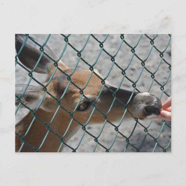 Postal El ciervo precioso - (Anverso)