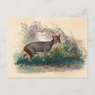 Postal El ciervo pudu de Joseph Wolf