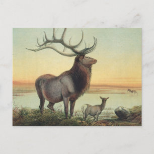 Postal El ciervo Wapiti de Joseph Wolf