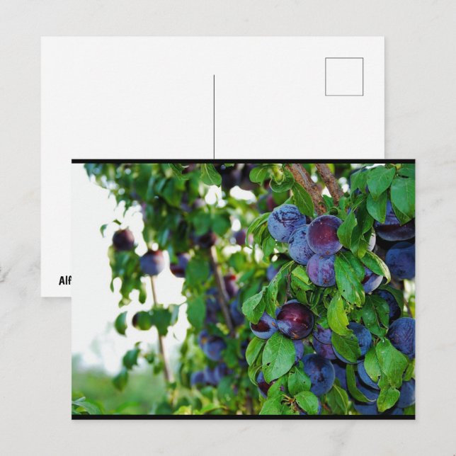 Postal El ciruelo morado (Anverso / Reverso)