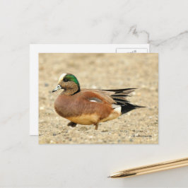 Postal El cirujano americano Duck caminando por la playa