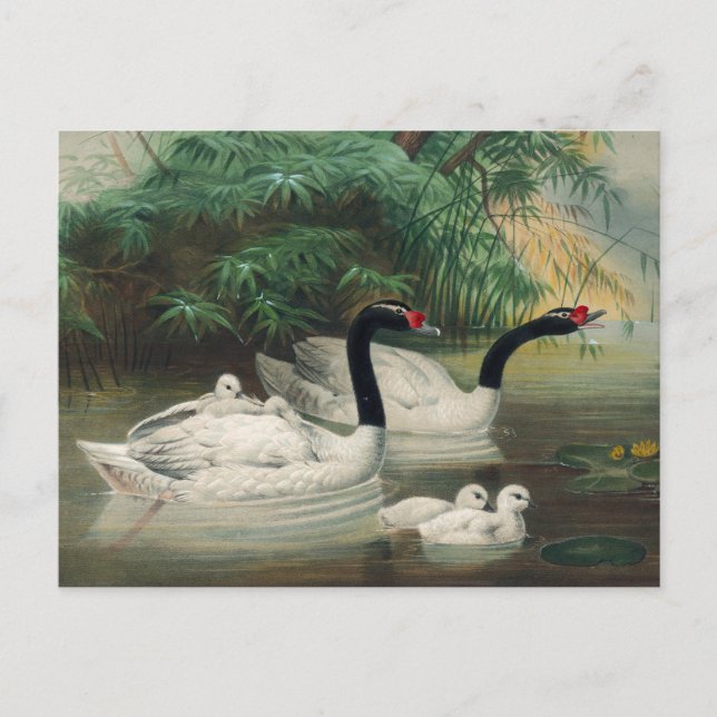 Postal El cisne de cuello negro de Joseph Wolf (Anverso)