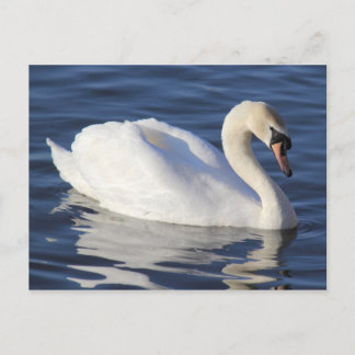 Postal El cisne en un lago