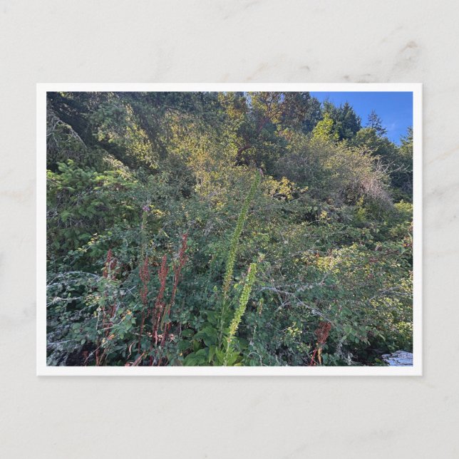 Postal El clima perfecto (Anverso)