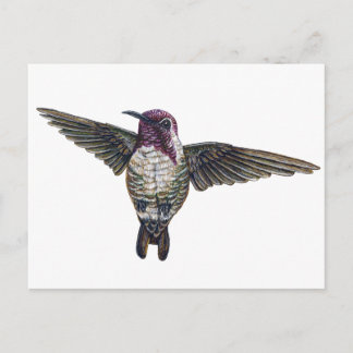 Postal El colibrí