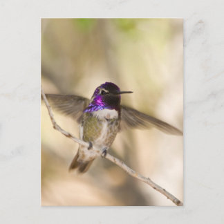 Postal El colibrí