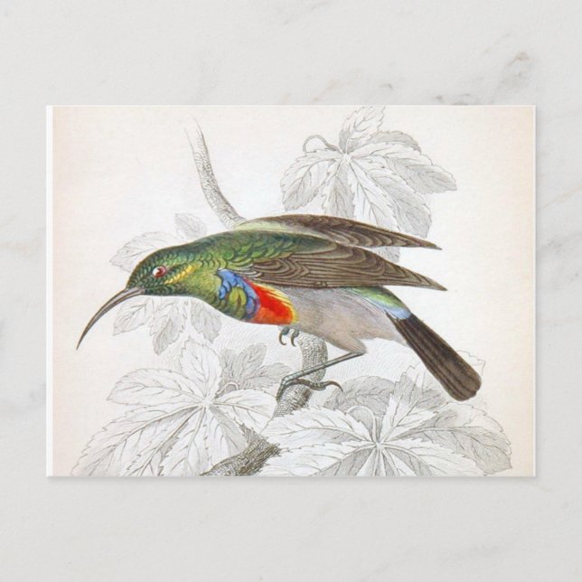 Postal El colibrí (Anverso)