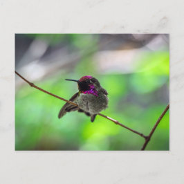 Postal El colibrí de Anna