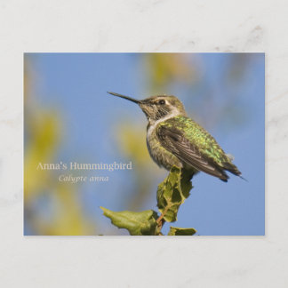 Postal El colibrí de Anna