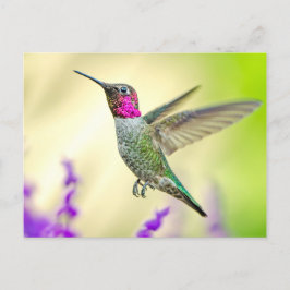 Postal El colibrí de Anna en vuelo