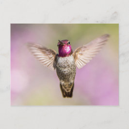 Postal El colibrí de Anna en vuelo