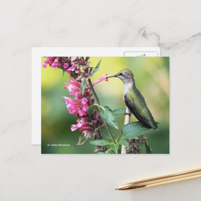 Postal El colibrí de Anna vigilante en el árbol de frutas (Anverso/Reverso In Situ)