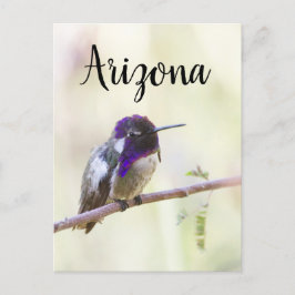 Postal El colibrí de Costa, encaramado en una rama, Arizo