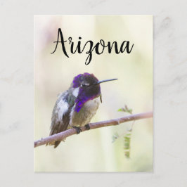 Postal El colibrí de Costa, encaramado en una rama, Arizo