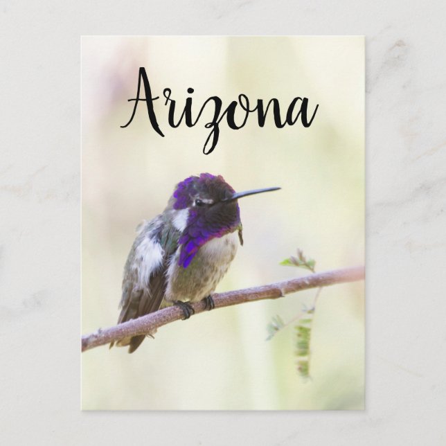 Postal El colibrí de Costa, encaramado en una rama, Arizo (Anverso)