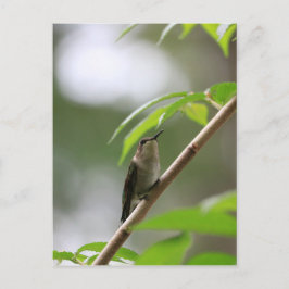 Postal El colibrí del observador