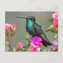 Postal El colibrí magnífico en reposo