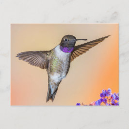 Postal El colibrí volador te mira Naranja y morado