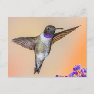 Postal El colibrí volador te mira Naranja y morado