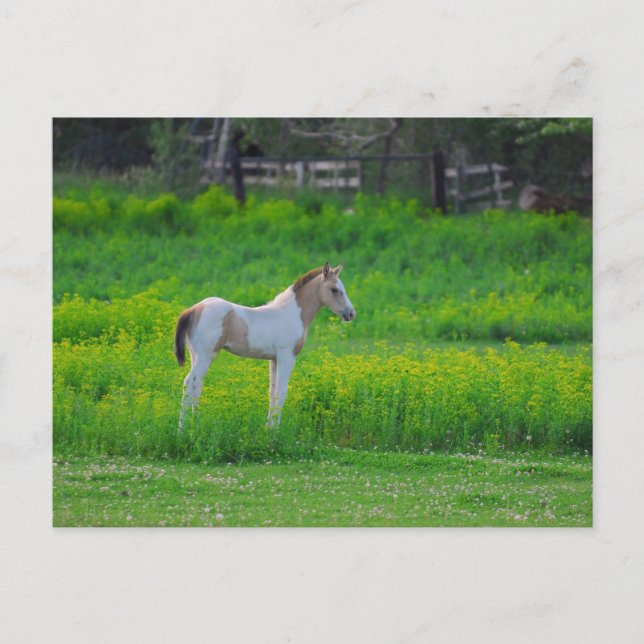 Postal El color (Anverso)