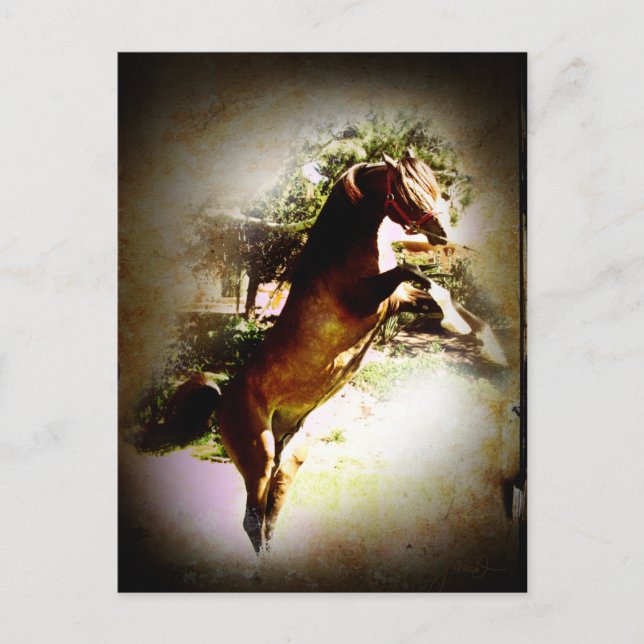 Postal El Colt de la Bahía (Anverso)