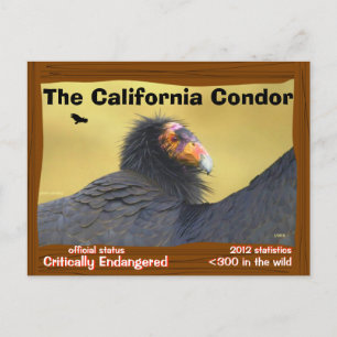 Postal El Cóndor de California es un ave magnífica -