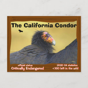 Postal El Cóndor de California es un magnífico pájaro -2-