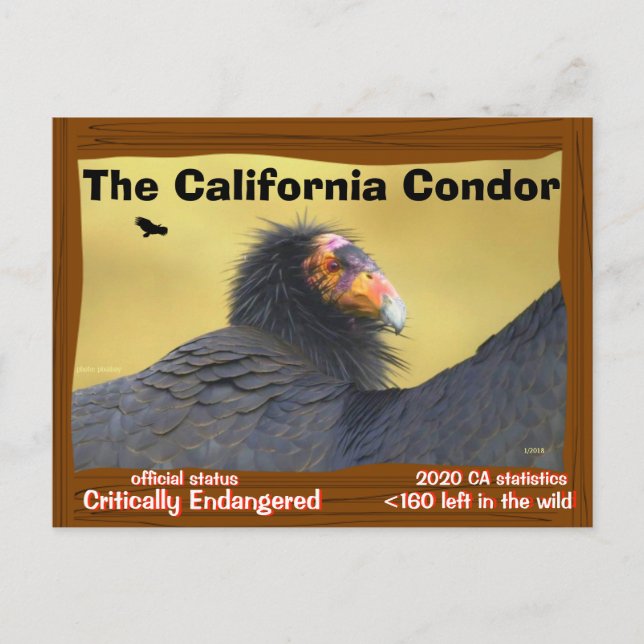 Postal El Cóndor de California es un magnífico pájaro -2- (Anverso)
