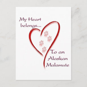 Postal El corazón de Malamute de Alaskan pertenece