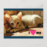 El corazón de mi gato
