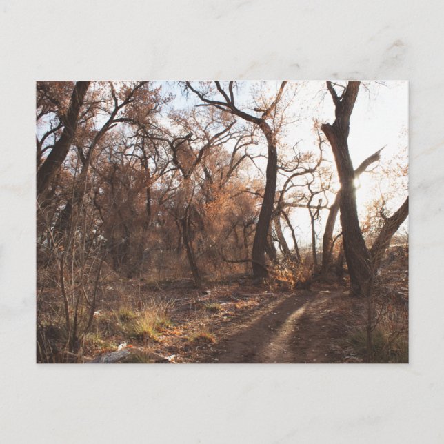 Postal "El Coro Bosque" (Anverso)