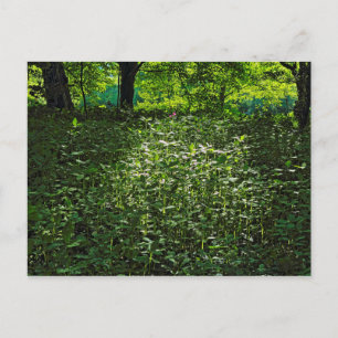 Postal El crecimiento bajo luz solar. Bosque de Blackweir