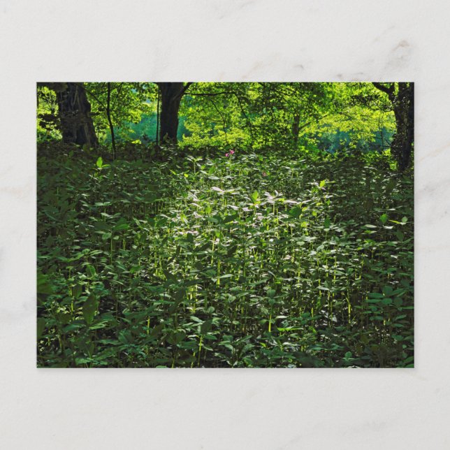 Postal El crecimiento bajo luz solar. Bosque de Blackweir (Anverso)