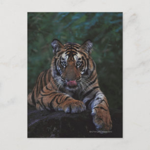 Postal El cubo de tigres se recrea en la roca