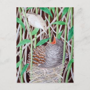 Postal El cuco común