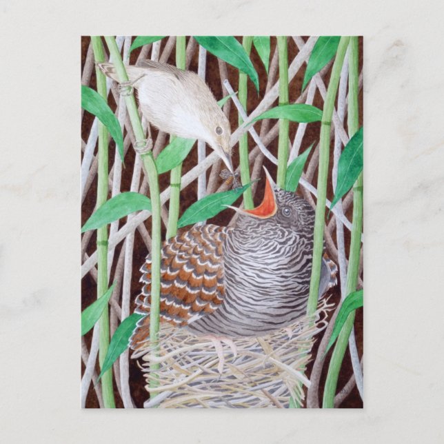 Postal El cuco común (Anverso)