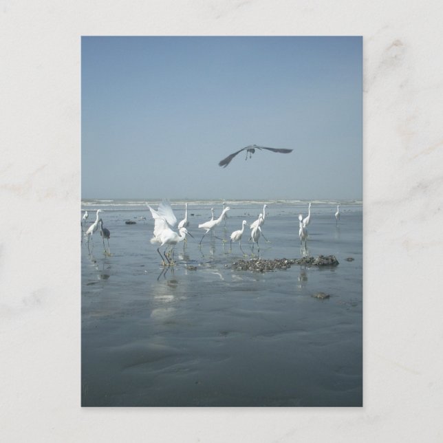 Postal El cuervo negro y las grullas blancas: un contrast (Anverso)
