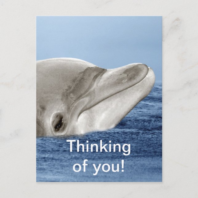 Postal El delfín sonriente (Anverso)