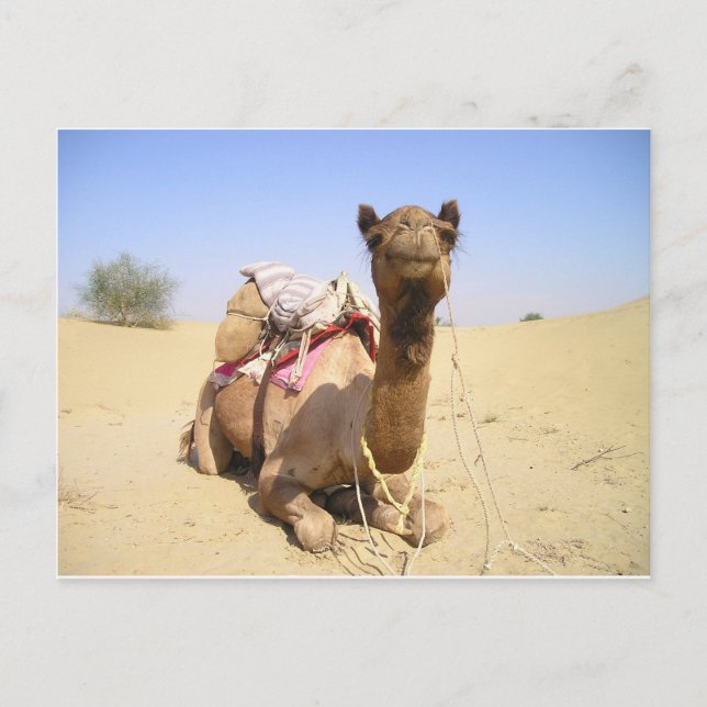 Postal El desierto del camello Medio Oriente Paz Amor Nat (Anverso)