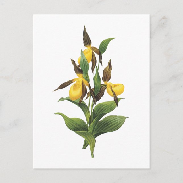Postal el deslizador de señora (SP del Cypripedium.) por (Anverso)