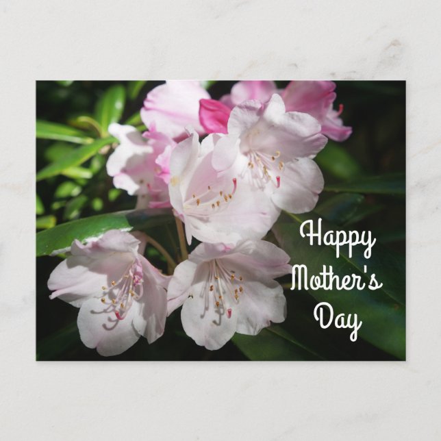 Postal El Día de la Madre Sakura florecimiento de cerezo  (Anverso)