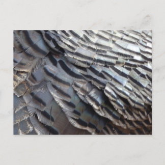 Postal El diseño de la naturaleza abstracta de los plumas