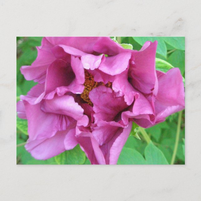 Postal El diseño floral de Stacey (Anverso)