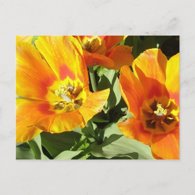 Postal El diseño floral de Stacey (Anverso)