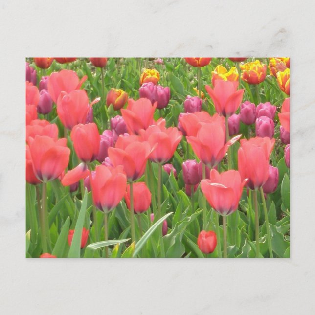 Postal El diseño floral de Stacey (Anverso)